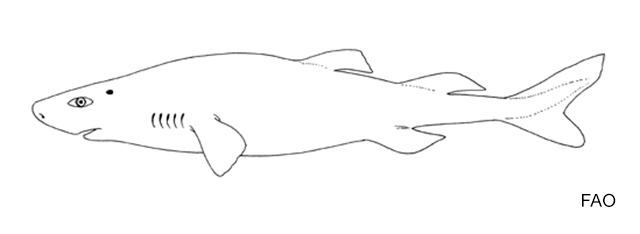 Hämarhaid (Scymnodalatias) KALAPEEDIA